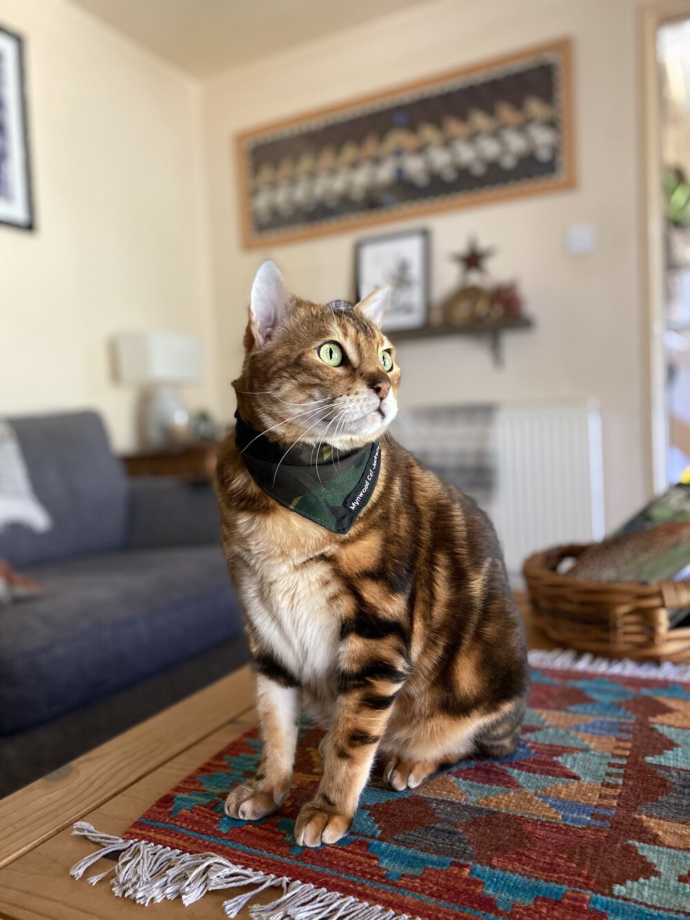 Mynwood online cat jacket